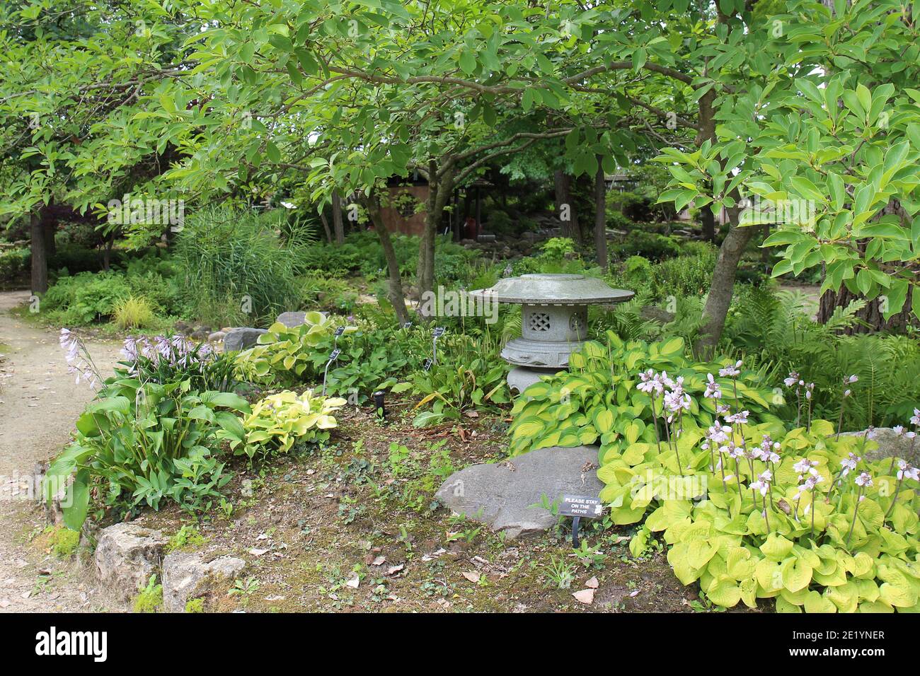 A Japanese Garden with a variety of hosta plants and flowers, trees, ferns, shrubs and walking paths at Rotary Botanic Gardens in Janesville, Wisconsi Stock Photo