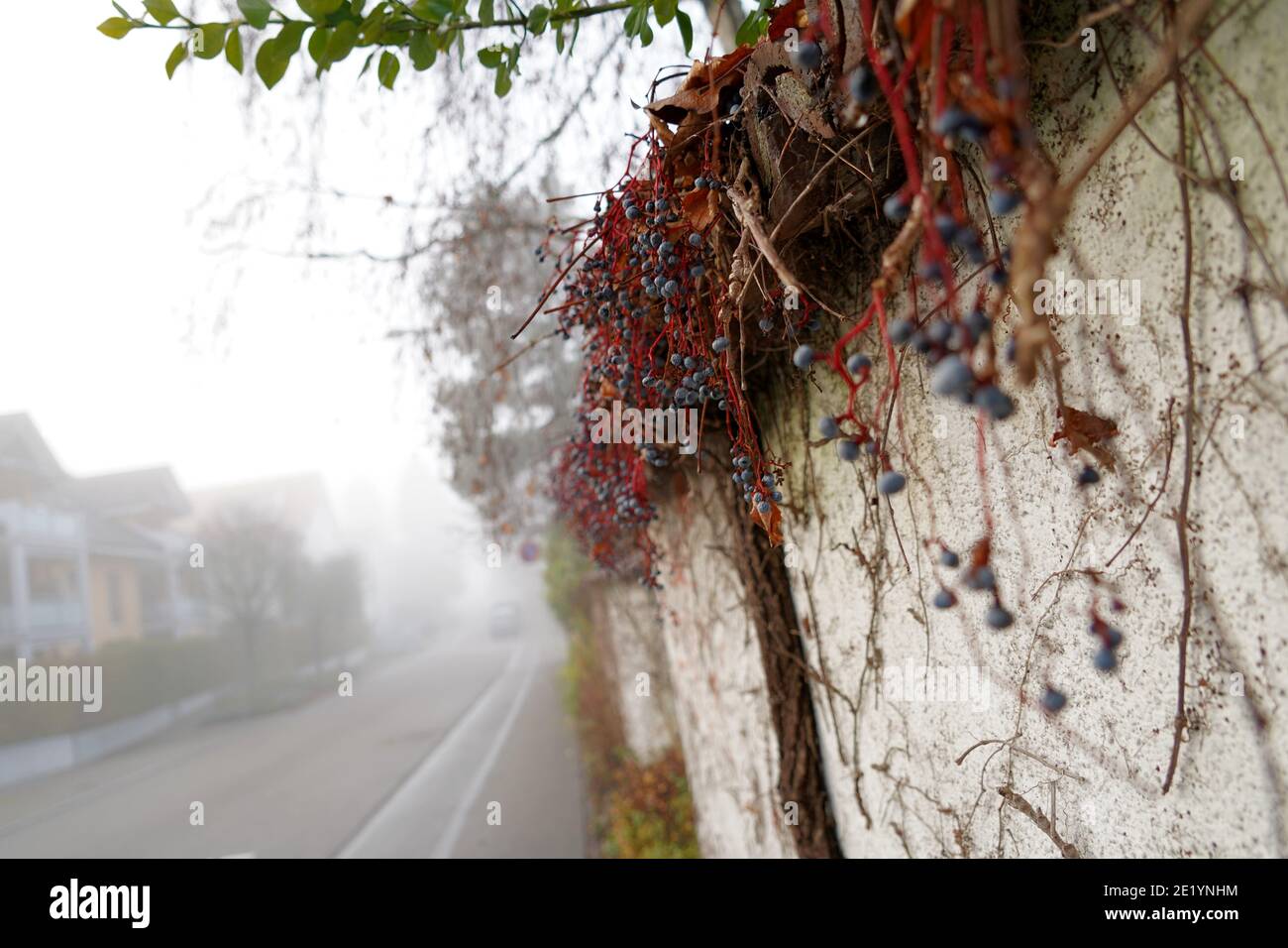 Street on a winter day in mist, with a detail of a wall partly covered with Boston ivy, in Latin Parthenocissus tricuspidata, with dry fruits on it. Stock Photo