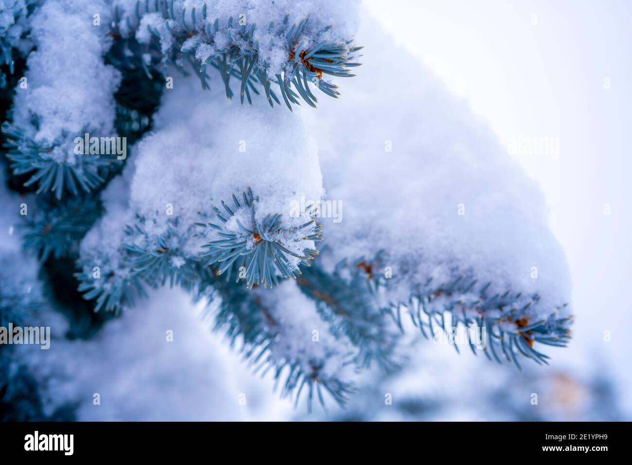 Winter landscape, forest with snow covered fir-trees. Soft focus ...
