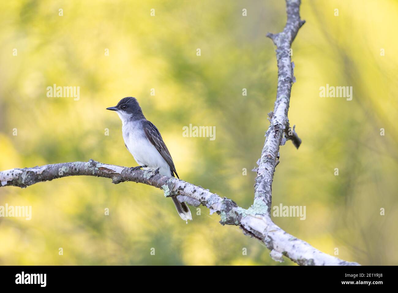 Eastern kingbird in northern Wisconsin Stock Photo Alamy