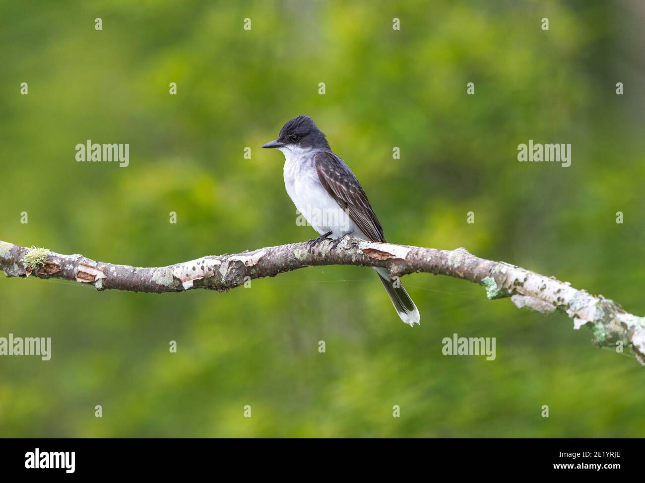 One adult kingbird hires stock photography and images Alamy