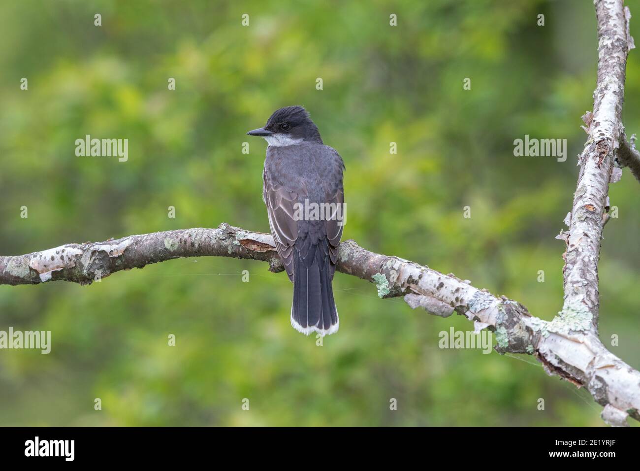 Back of kingbird hires stock photography and images Alamy