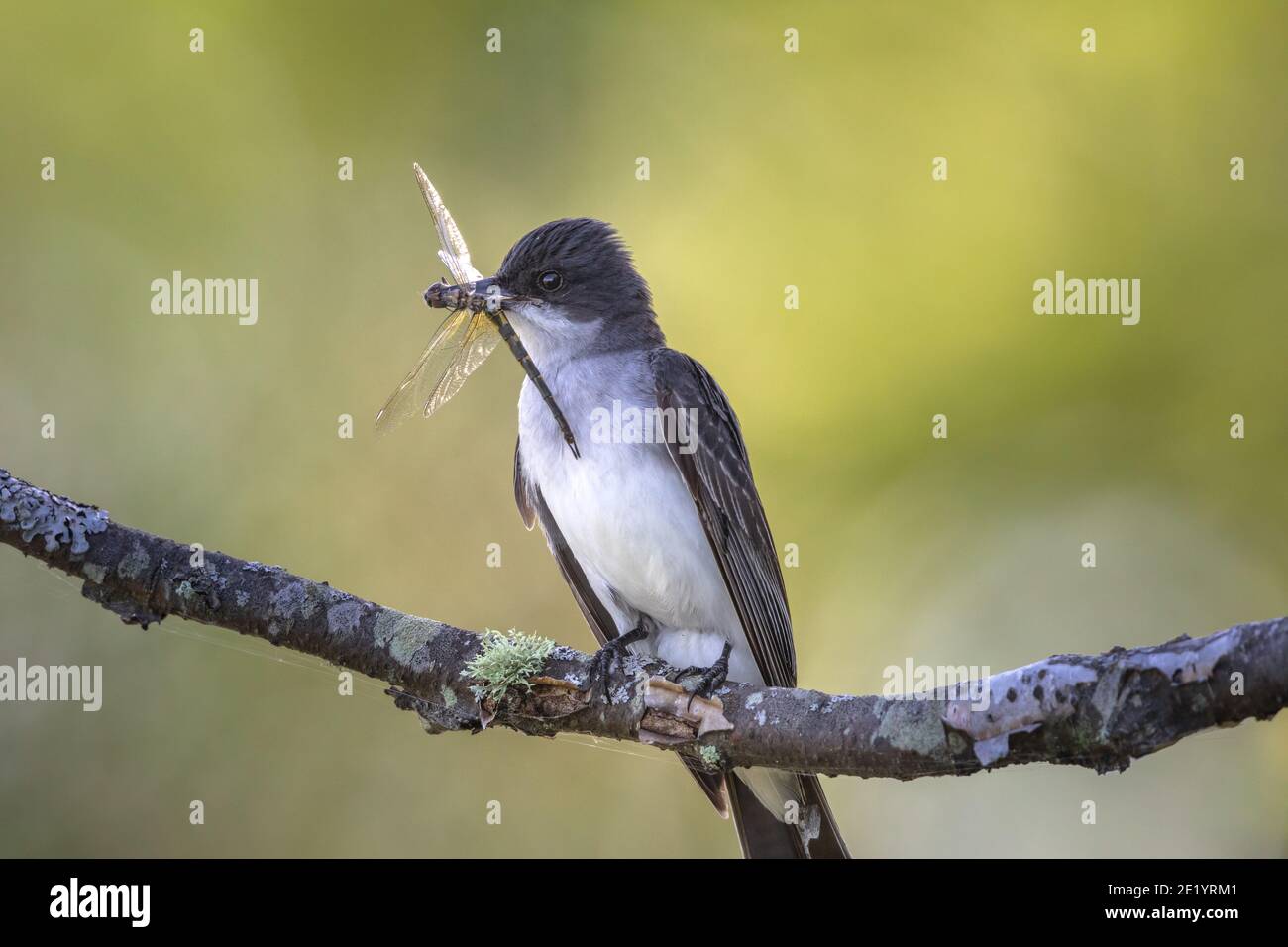 Eastern kingbird in northern Wisconsin Stock Photo Alamy