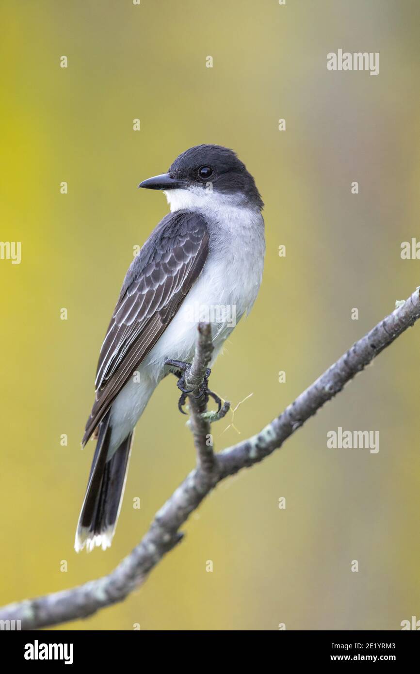 Bird on limb hi-res stock photography and images - Alamy