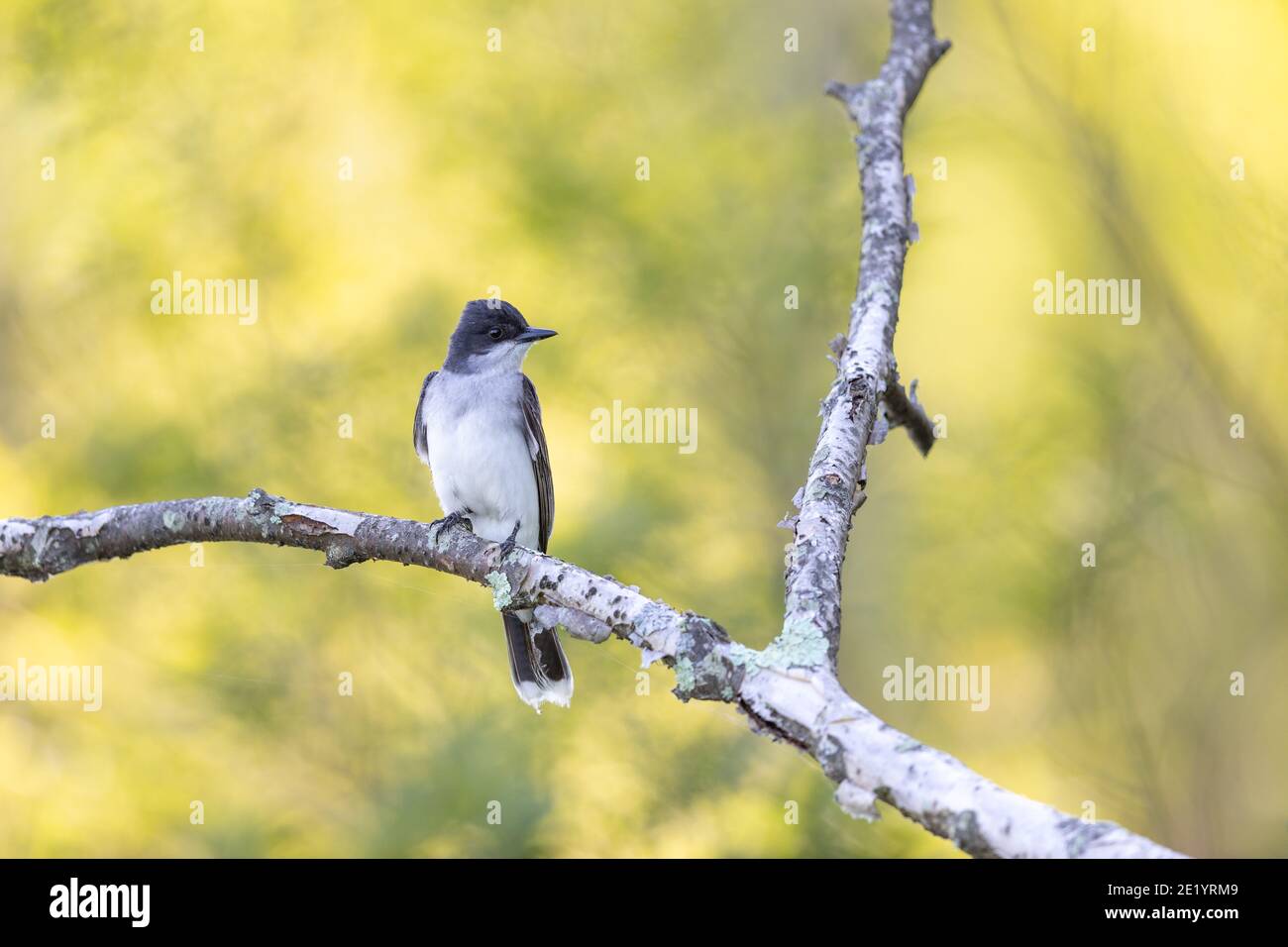 Eastern kingbird in northern Wisconsin Stock Photo Alamy