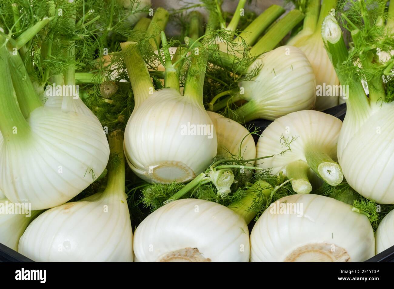 Florence fennel hires stock photography and images Alamy
