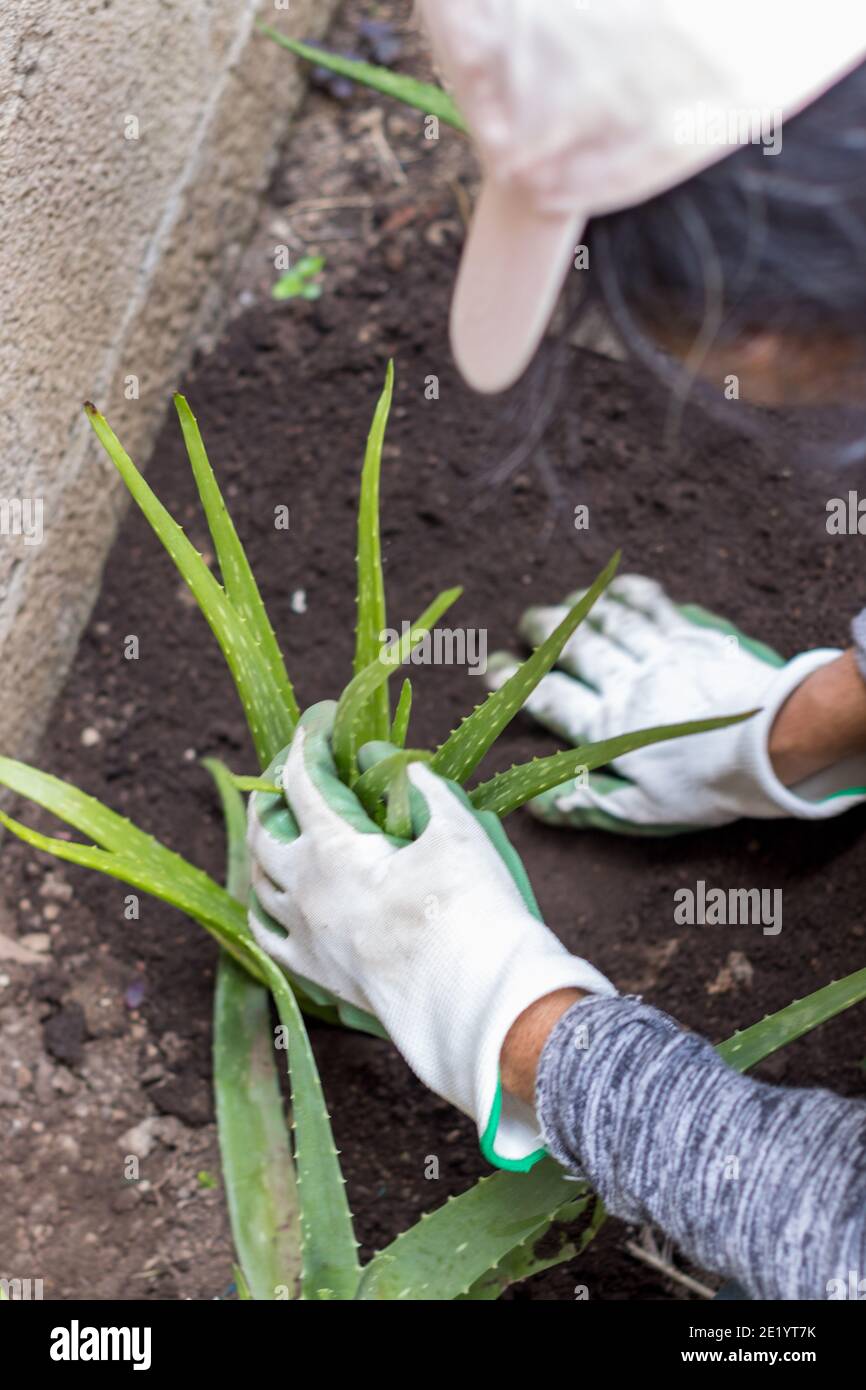 woman planting aloe vera plants in her home garden Stock Photo