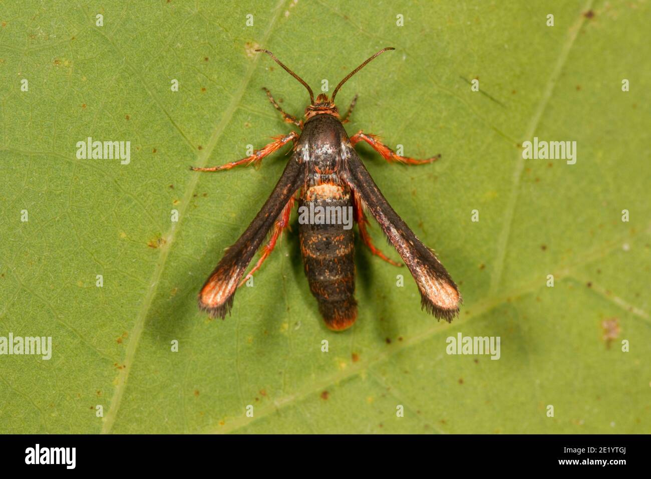 Clearwing Moth female, Zenodoxus rubens, Sesiidae. Forewing Length 8 mm. Stock Photo