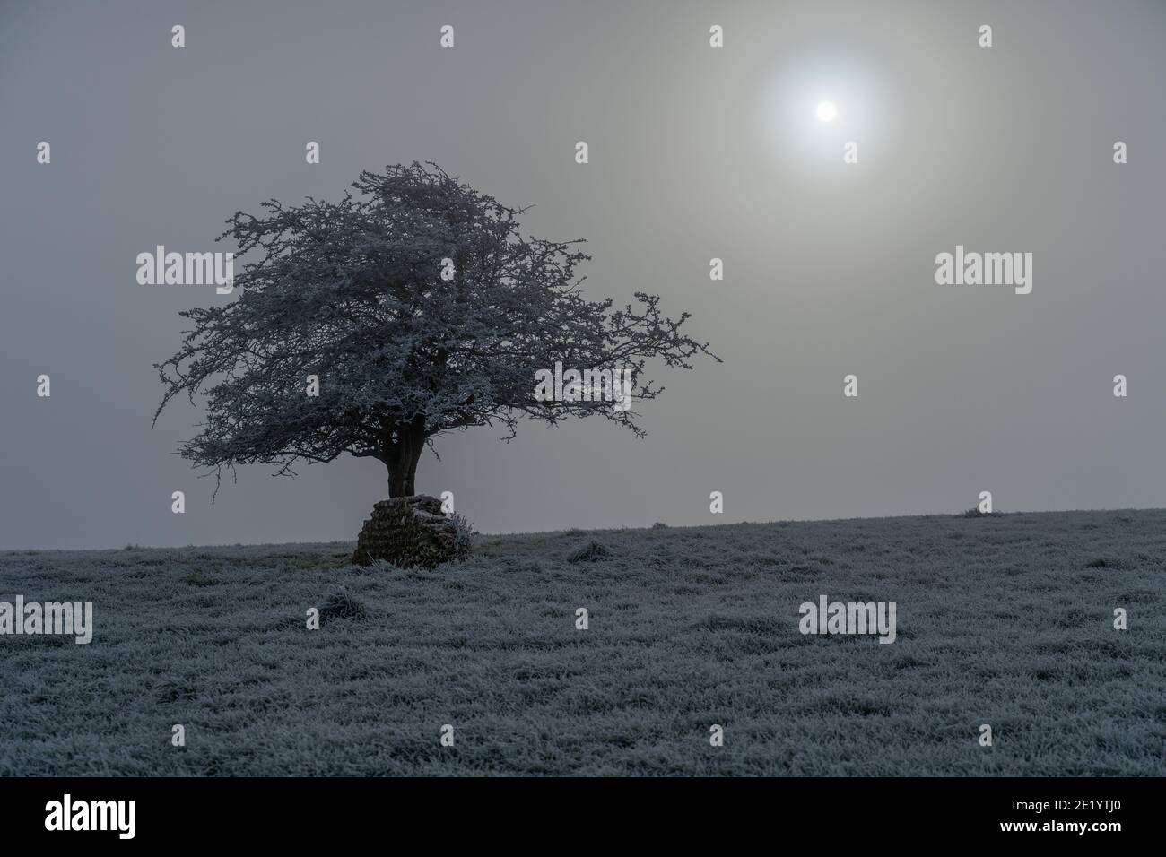 Isolated frost covered tree in the misty sun Stock Photo