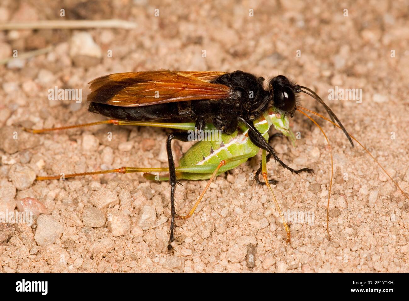 Thread-waisted Wasp female, Sphex tepanecus, Sphecidae. With paralyzed Common Short-wing Katydid female, Dichopetala brevihastata, Tettigoniidae. Stock Photo