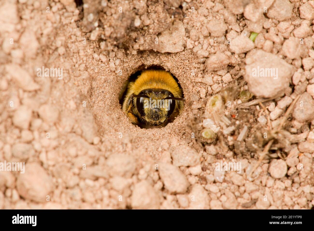 Unidentified Mining Bee, Andrena sp., Andrenidae. At entrance to ground nest. Stock Photo