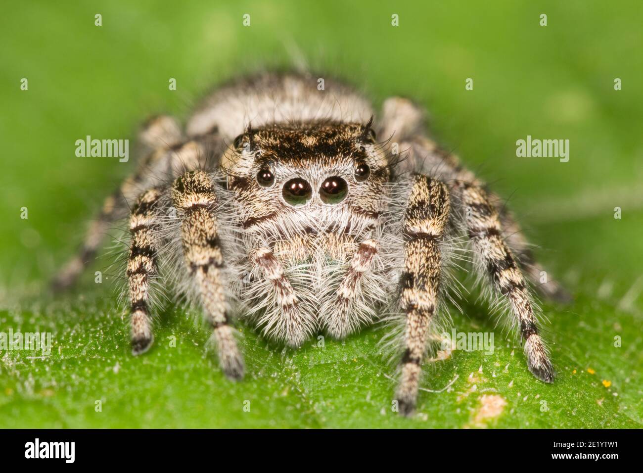 Jumping Spider, Phidippus asotus, Salticidae. Stock Photo