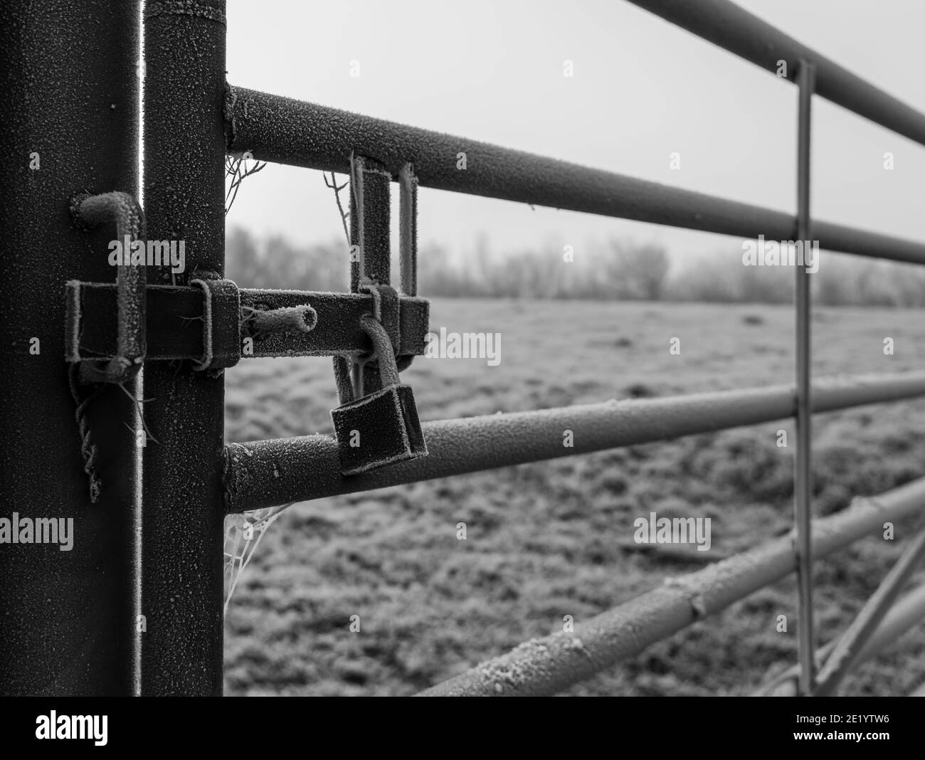 Frozen bolt and lock on a farm gate Stock Photo
