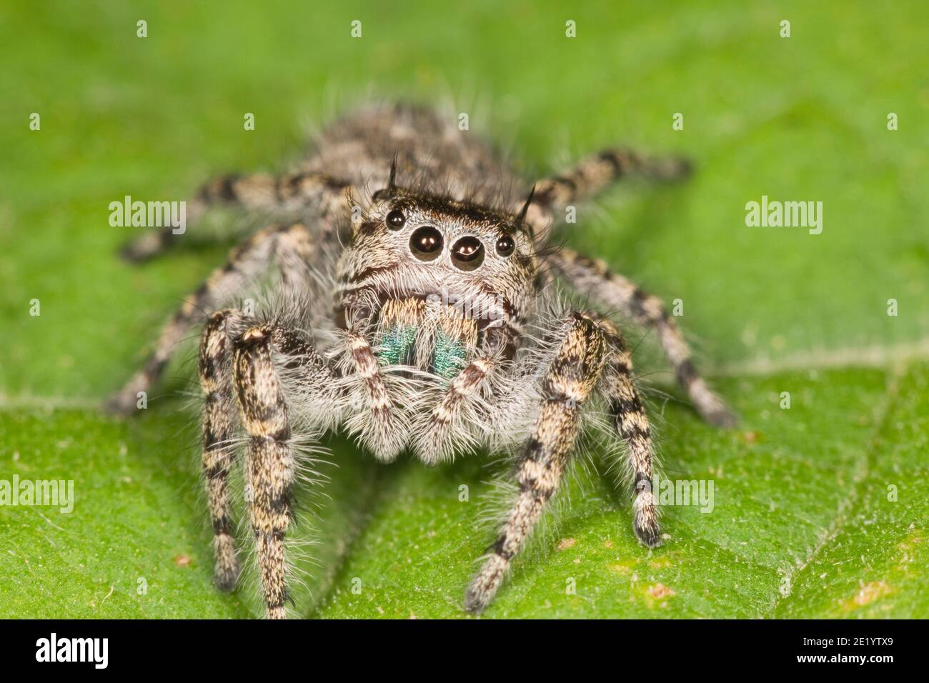 Jumping Spider, Phidippus asotus, Salticidae. Stock Photo