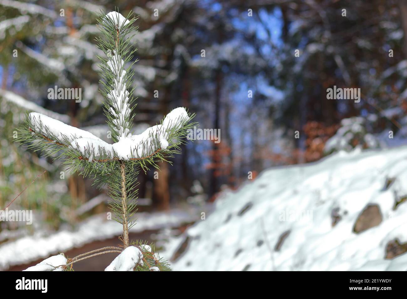 close up of snow covered coniferous twigs Stock Photo
