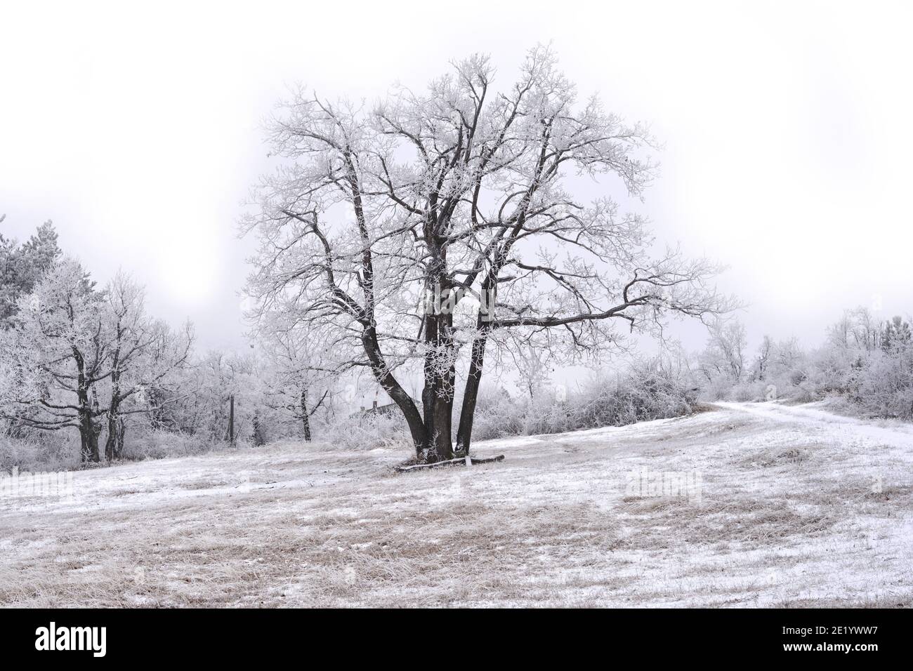 Natural background first snow cover ground Stock Photo Alamy