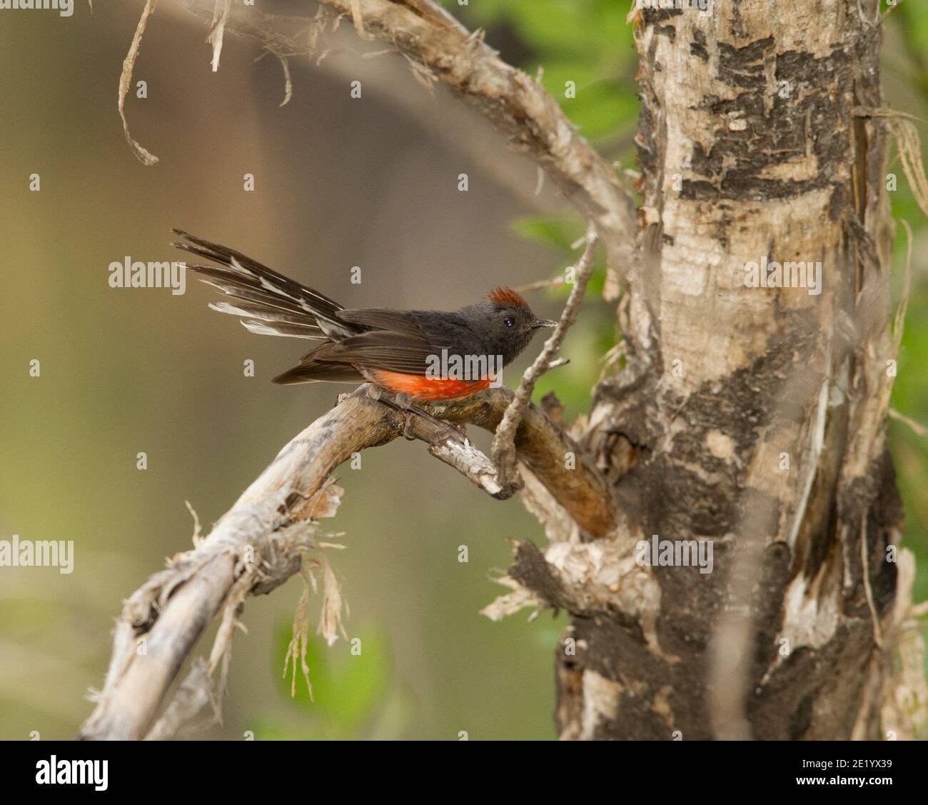 Slate-throated Redstart female, Myioborus miniatus. Stock Photo