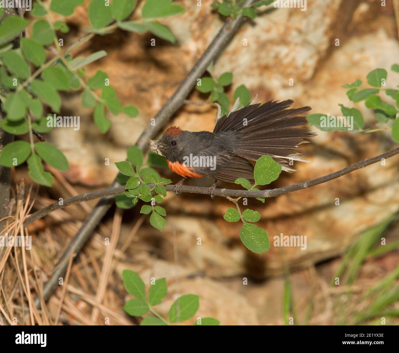 Slate-throated Redstart female, Myioborus miniatus, with moth. Stock Photo