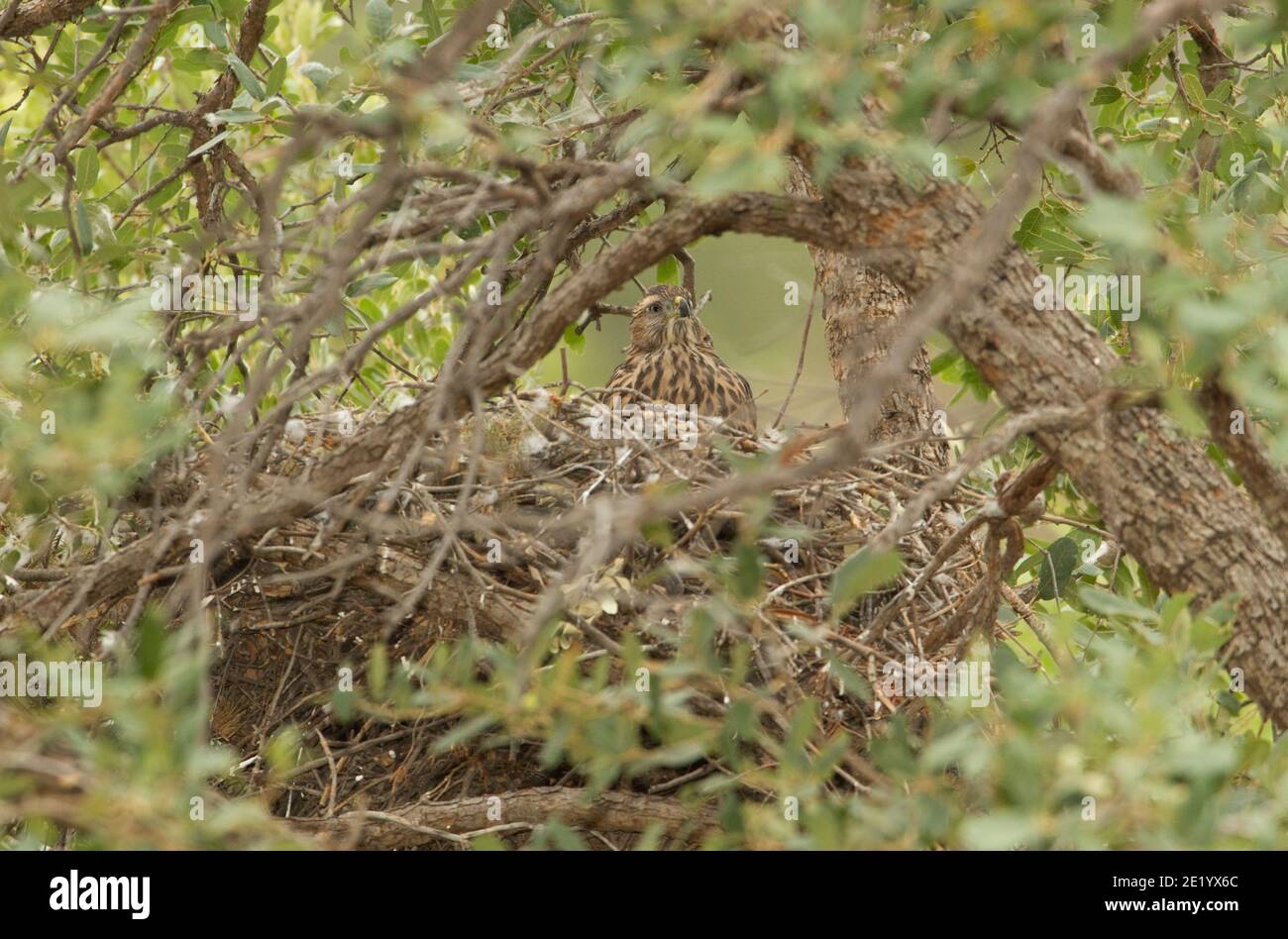 Northern Goshawk nestling, Accipiter gentilis, on nest in oak tree. Stock Photo