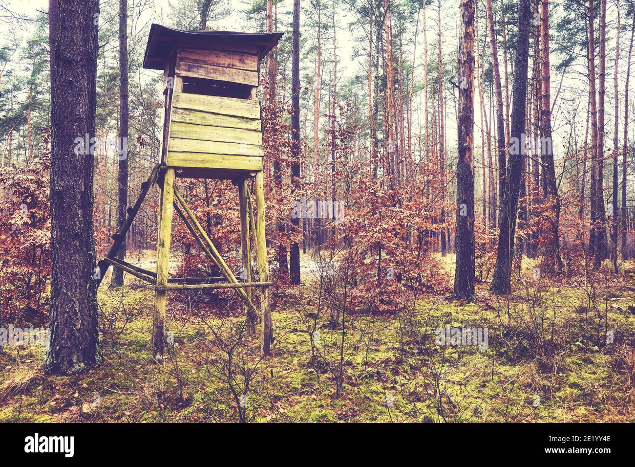 Deer hunting tower in woods, color toning applied Stock Photo Alamy