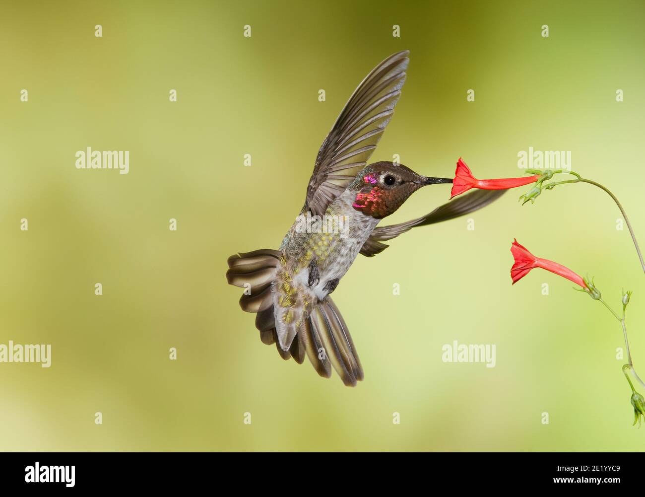 Anna's Hummingbird male, Calypte anna, feeding at Scarlet Creeper flower, Ipomoea coccinea. Stock Photo