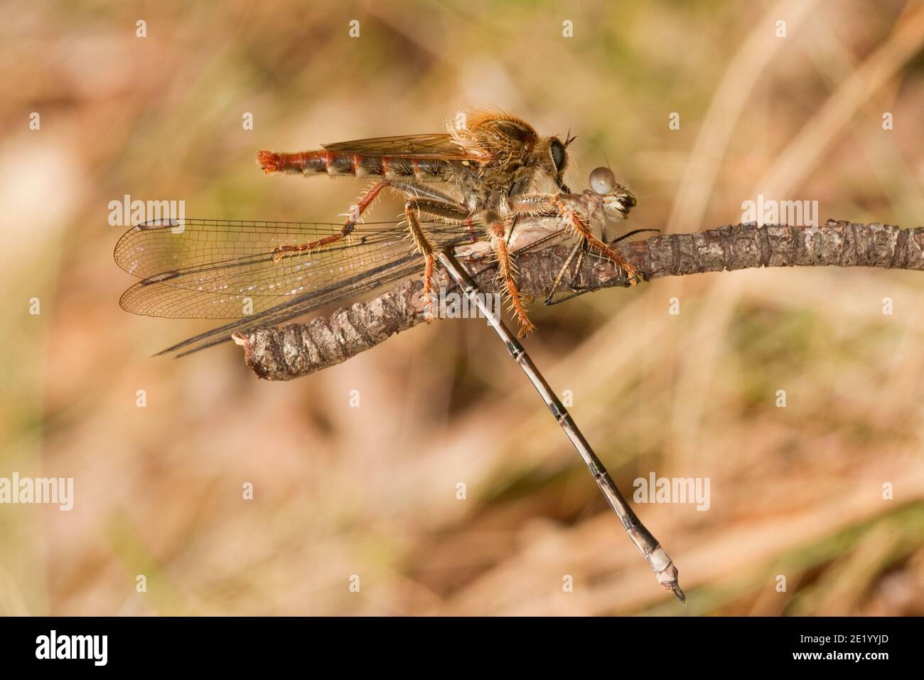 Unidentified Robber Fly male, Stenopogon sp. or Scleropogon sp., Asilidae. Feeding on Great Spreadwing Damselfly immature male, Archilestes grandis, L Stock Photo