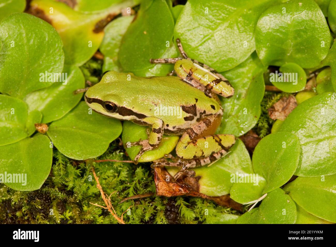 Arizona Treefrog, Hyla wrightorum, Hylidae. Stock Photo