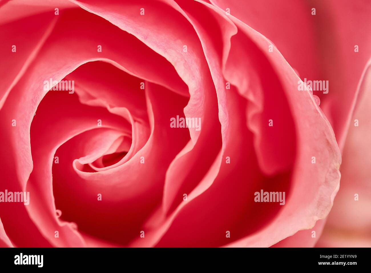Pink flower seen from above, selective focus Stock Photo