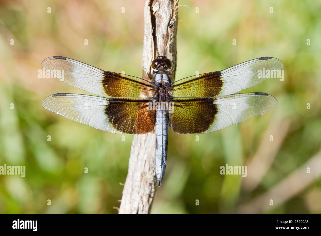 Male widow skimmer dragonfly hi-res stock photography and images - Alamy