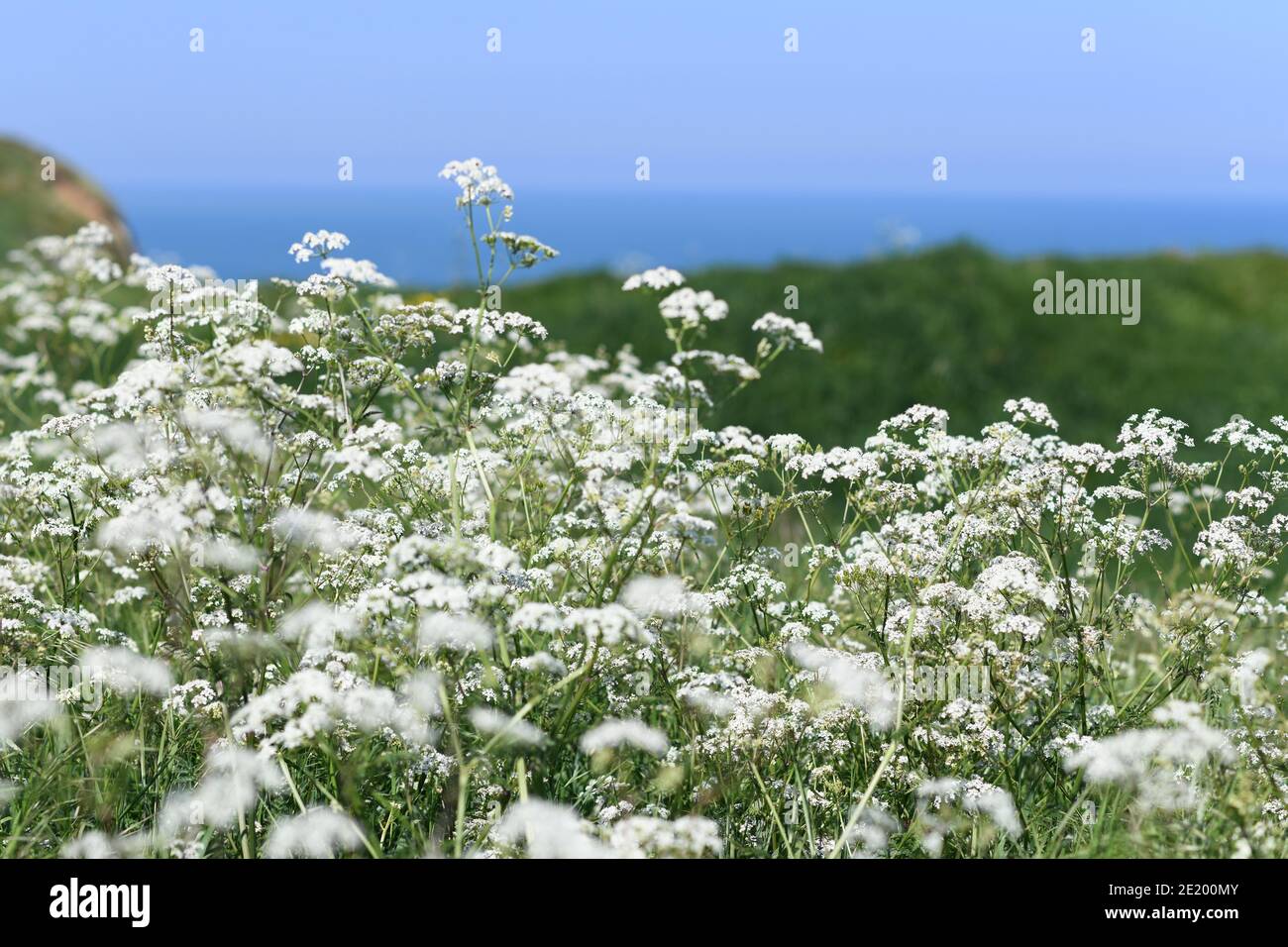 Seseli libanotis plant on chalk cliffs on the coast of the Atlantic Stock Photo