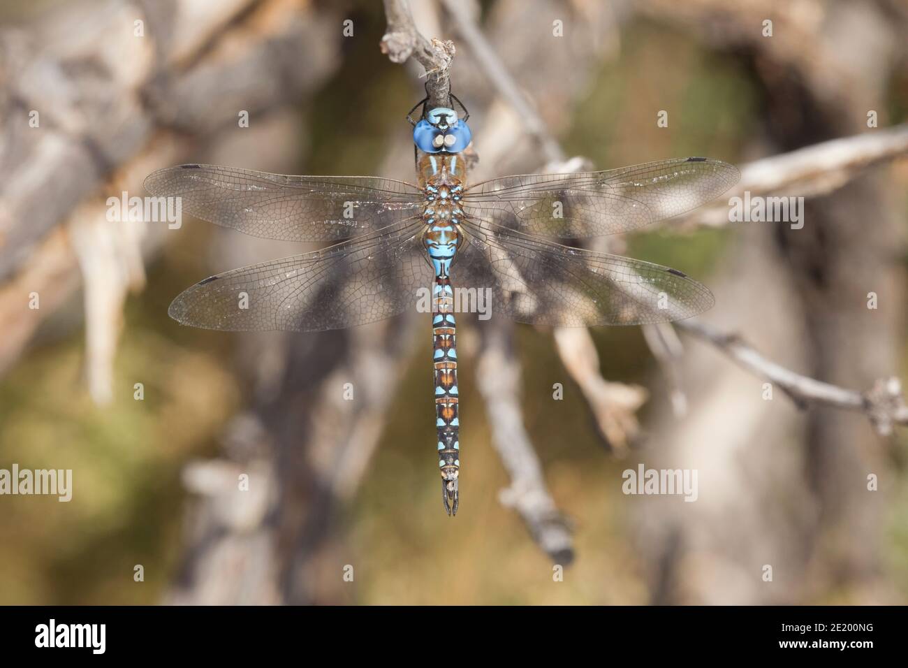 Blue-eyed Darner Dragonfly male, Aeshna multicolor, Aeshnidae. Stock Photo