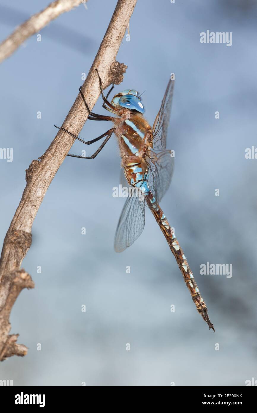 Blue-eyed Darner Dragonfly male, Aeshna multicolor, Aeshnidae. Stock Photo
