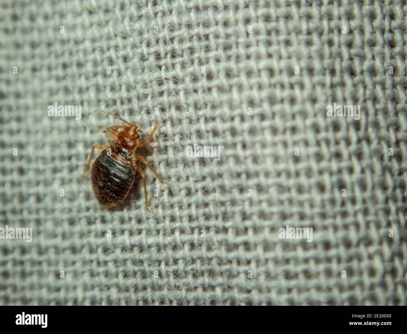 Koting Insect Bed bug crawling on the sheet. Household parasite. Close-up photo Stock ...