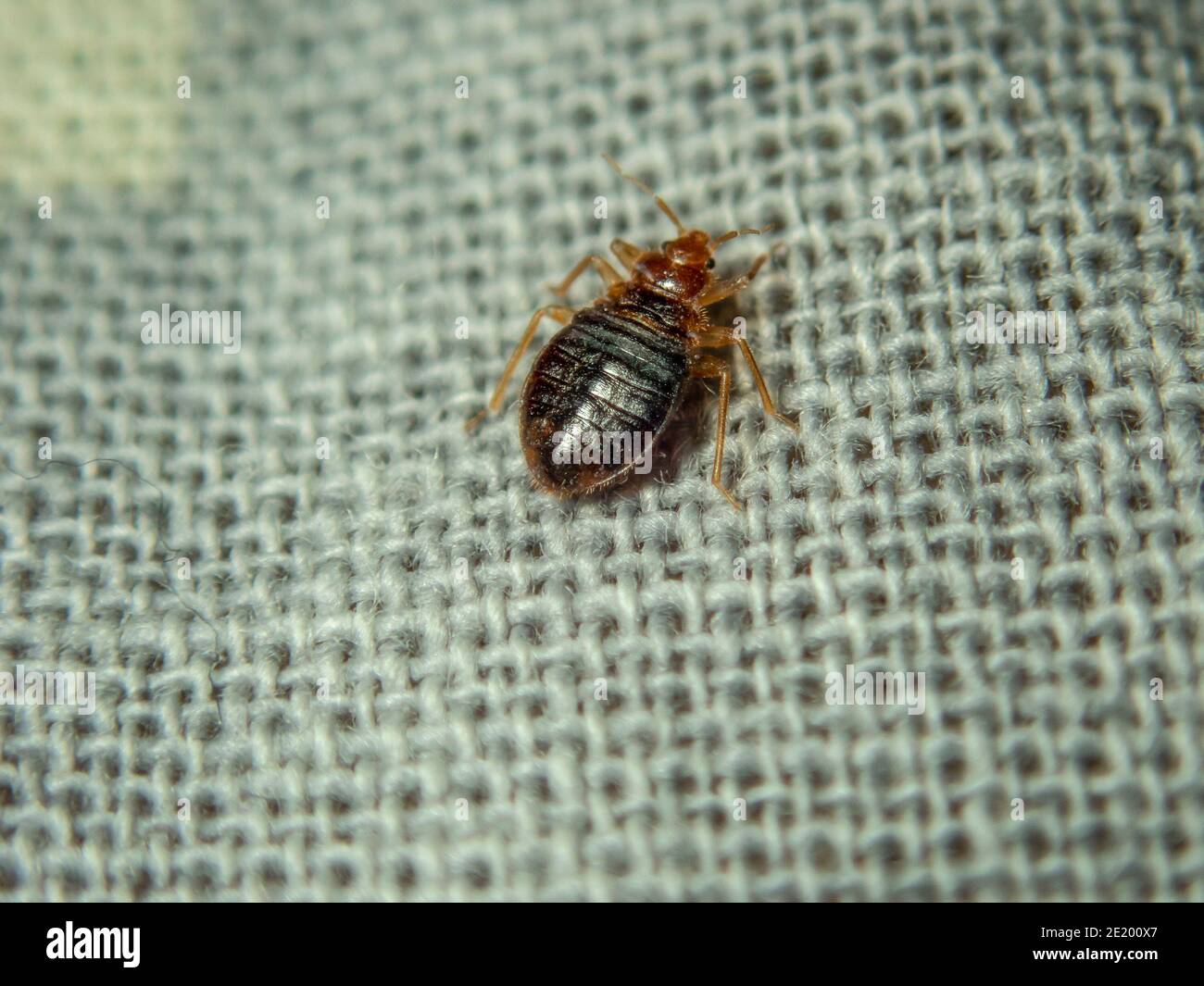 Bed Bug Bite Hi Res Stock Photography And Images Alamy