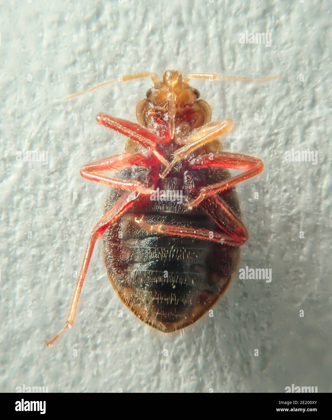 Bed bug on a light background. Household parasite. Closeup photo Stock Photo Alamy
