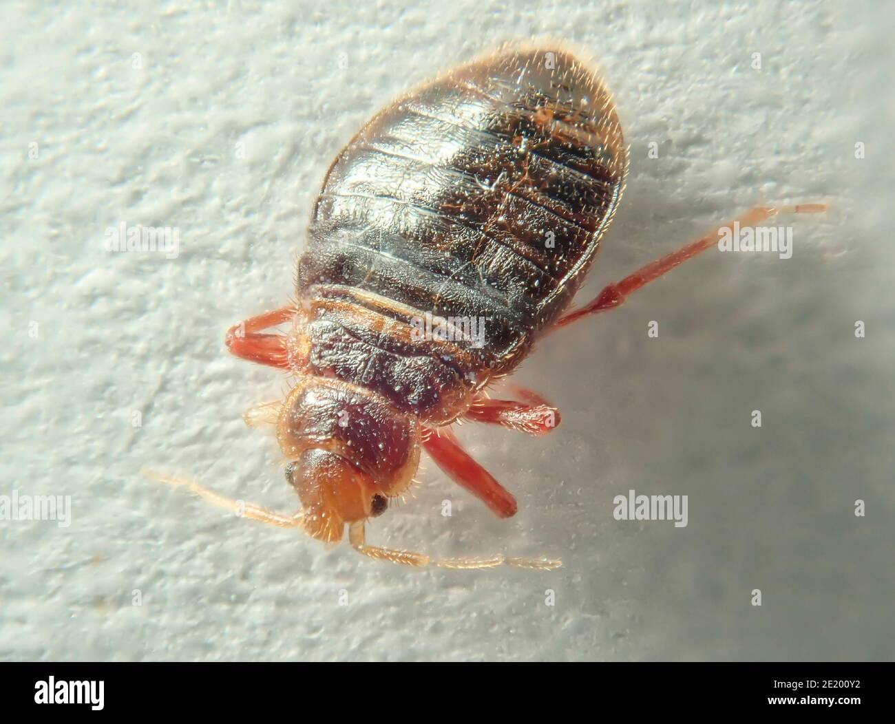 Bed bug on a light background. Household parasite. Closeup photo Stock