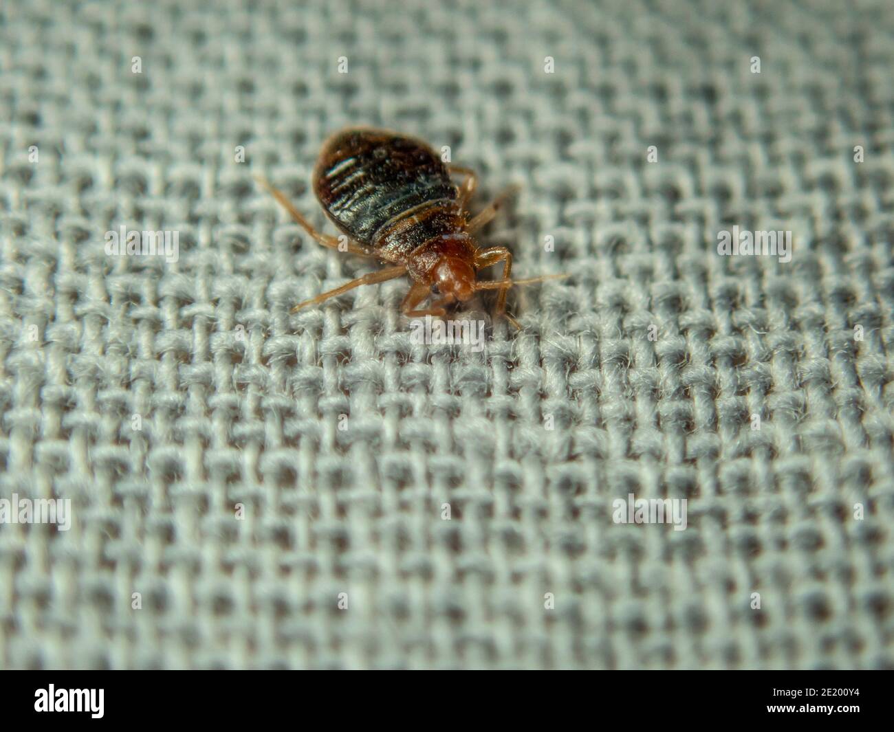 Bed bug hires stock photography and images Alamy