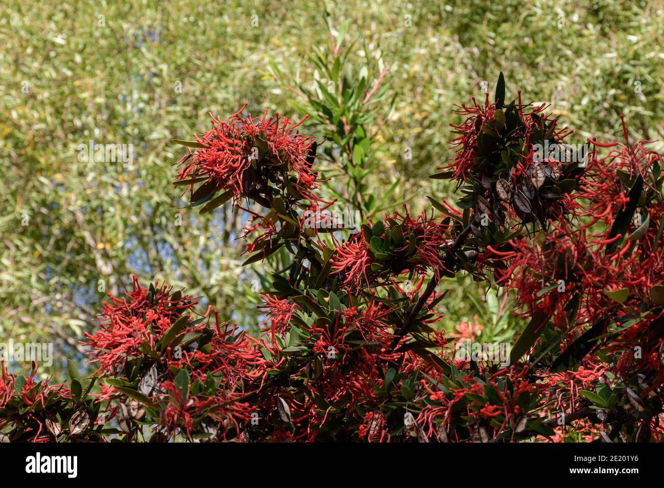 View of Embothrium coccineum bloomed during spring season in Patagonia, Argentina Stock Photo