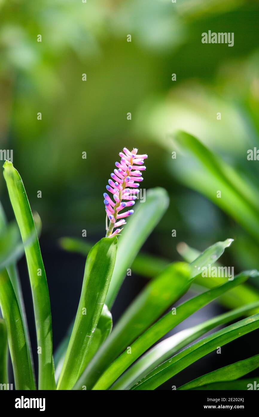 Aechmea gamosepala in garden for decorative home and office. Stock Photo
