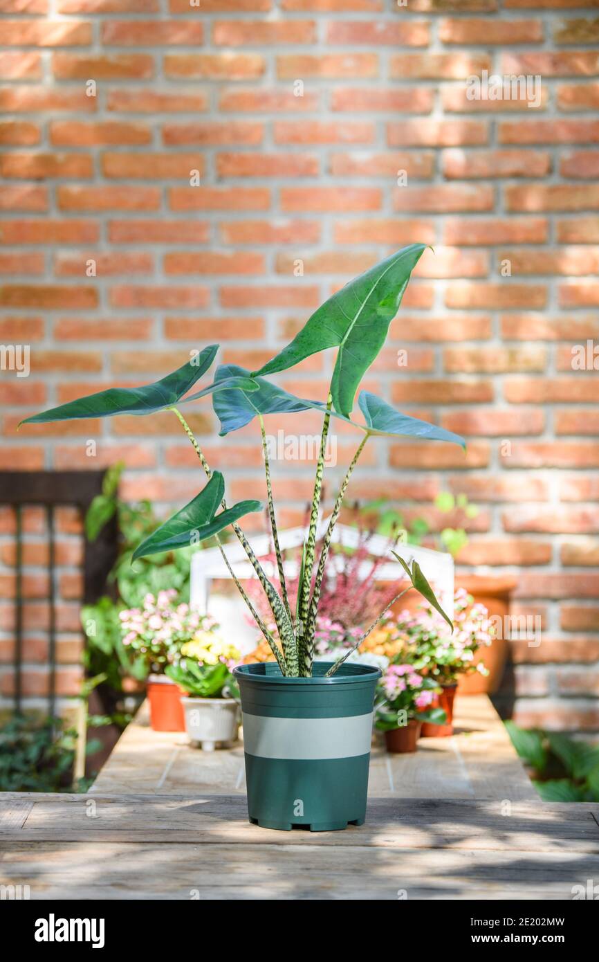 Alocasia zebrina in green pot for decorative on table at home and office. Stock Photo