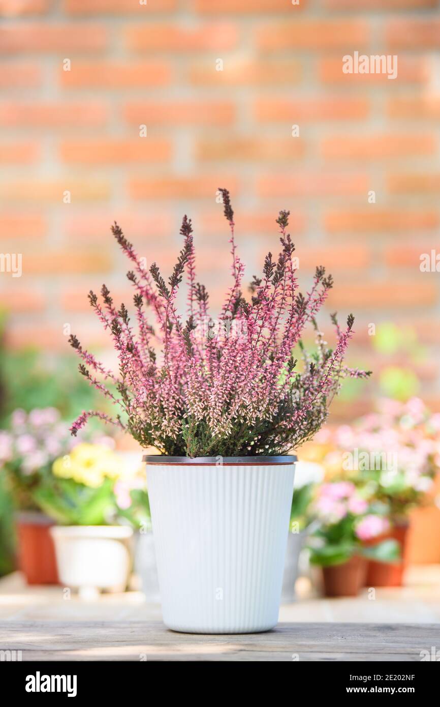Blooming heather Calluna vulgaris in white pot. Heather vulgaris bloom of pink flowers for decorative on table in home and office. Stock Photo