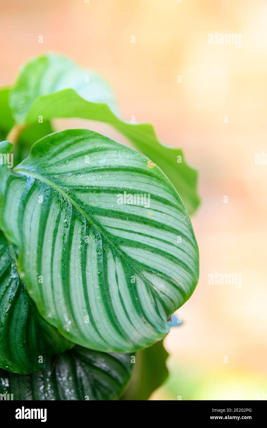 Calathea Orbifolia growth in clay pot for decorative on table in house and office. eautiful leaves ornamental in tropical plant. Stock Photo