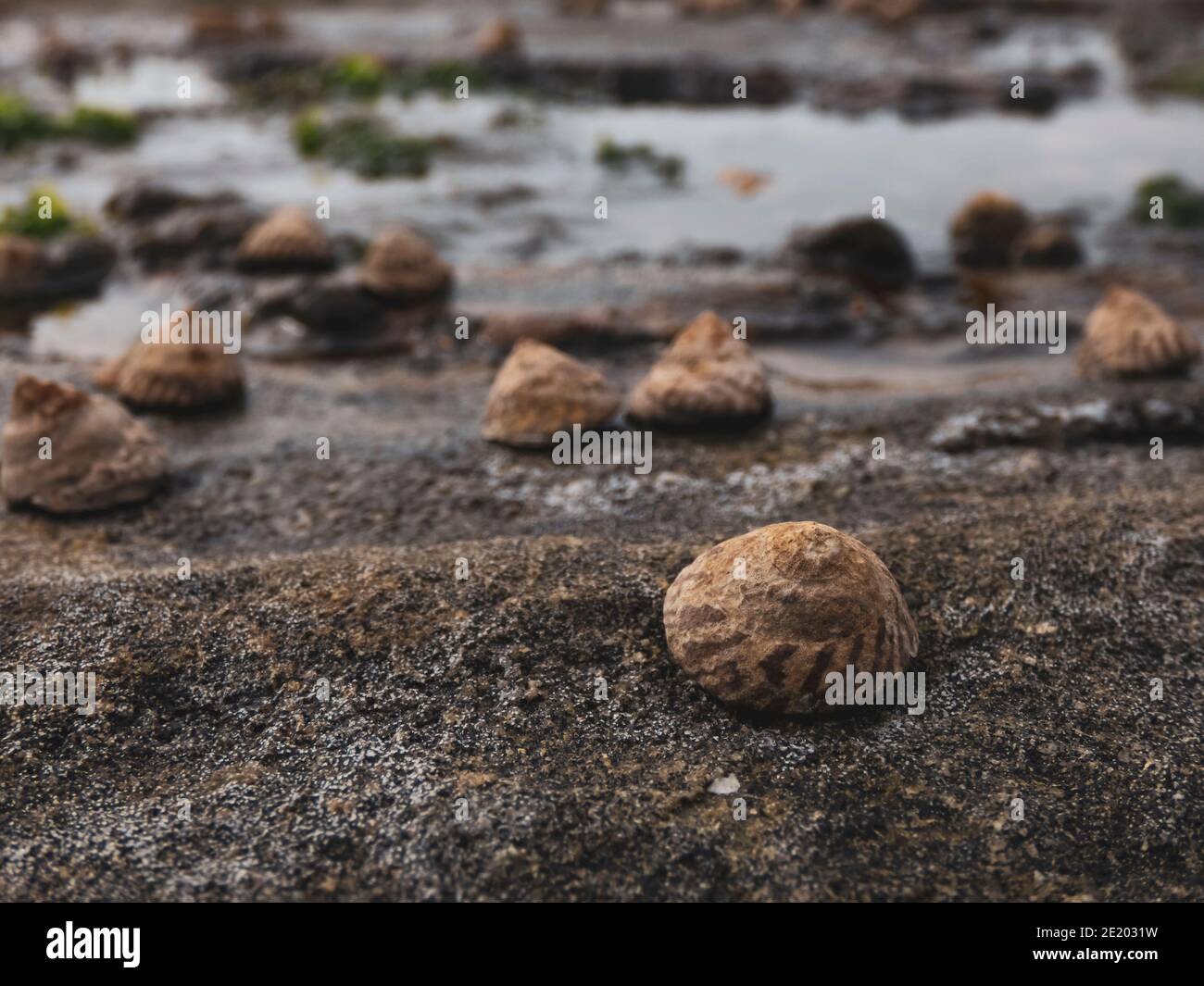 Rocks on shell beach hi-res stock photography and images - Alamy