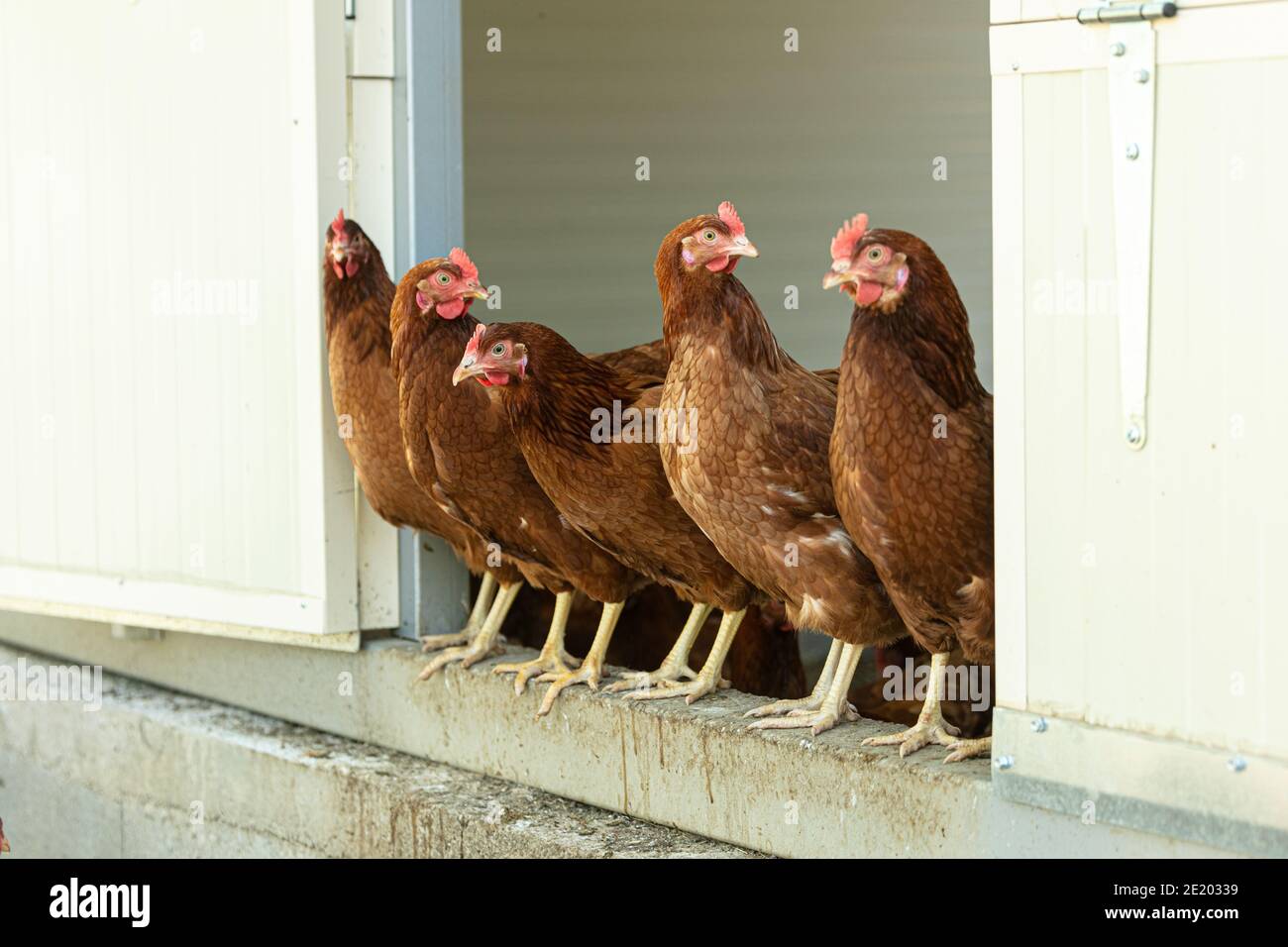 Several laying hens looking out of their henhouse Stock Photo