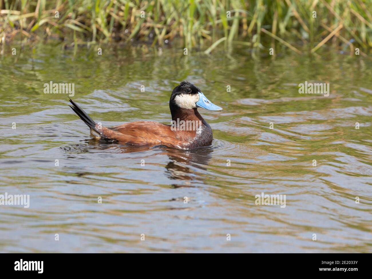 Ruddy duck drake hi-res stock photography and images - Alamy