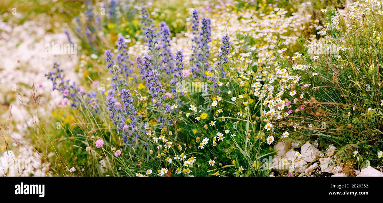 Floral spring background - Echium vulgare and chamomile among field herbs in a field. Stock Photo