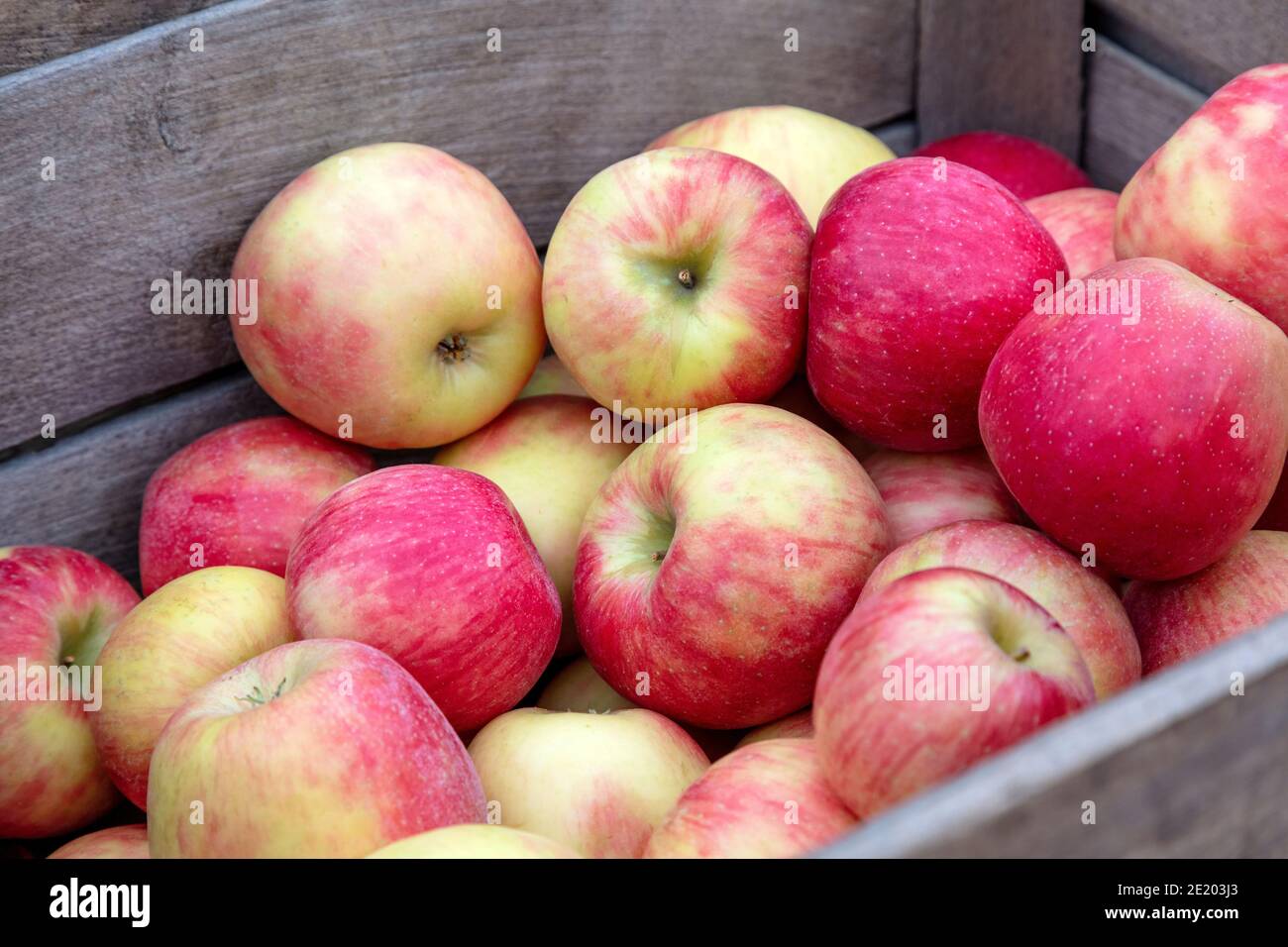 Picked apples, farmer's market, Autumn, E USA, by James D Coppinger/Dembinsky Photo Assoc Stock Photo