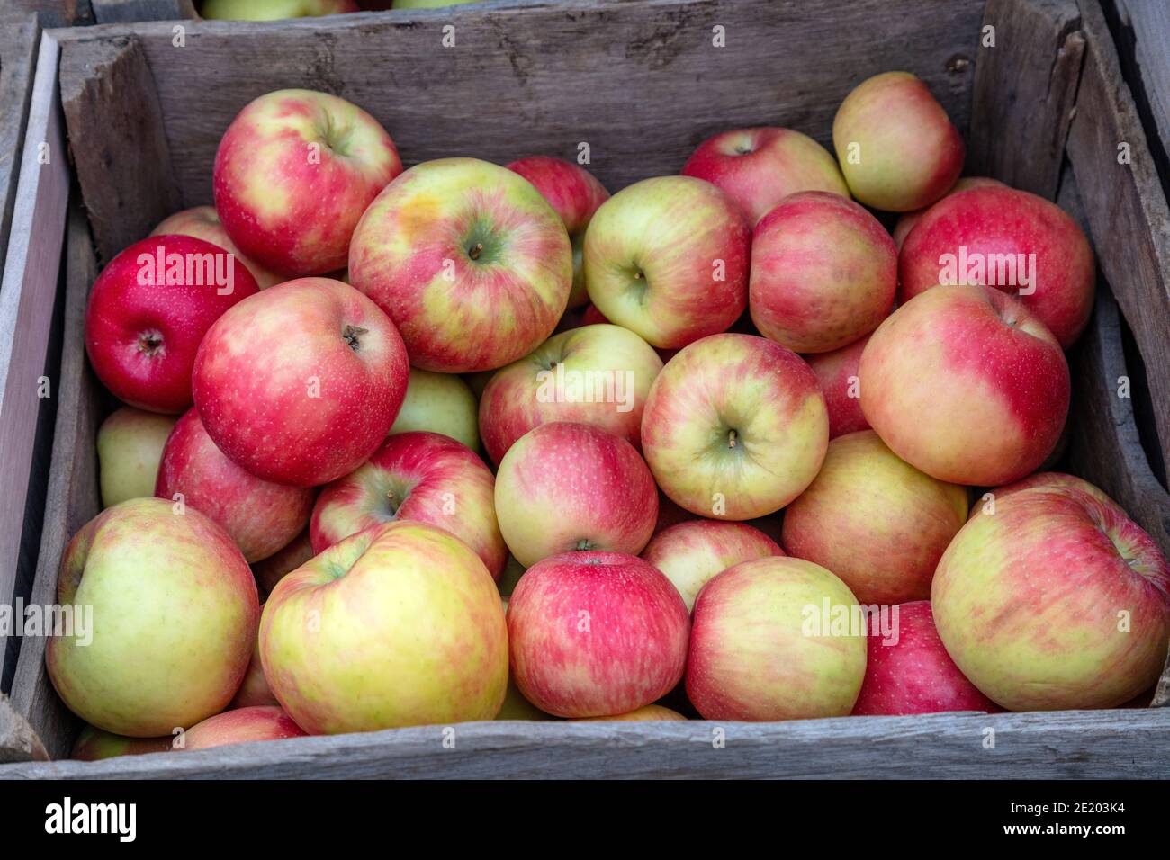Picked apples, farmer's market, Autumn, E USA, by James D Coppinger/Dembinsky Photo Assoc Stock Photo