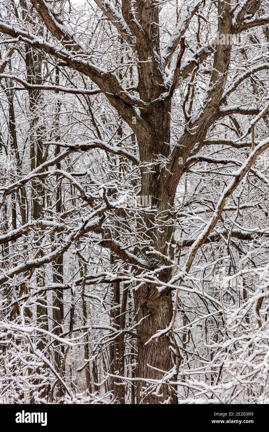 Snow-covered trees of forest, E USA, by James D Coppinger/Dembinsky Photo Assoc Stock Photo