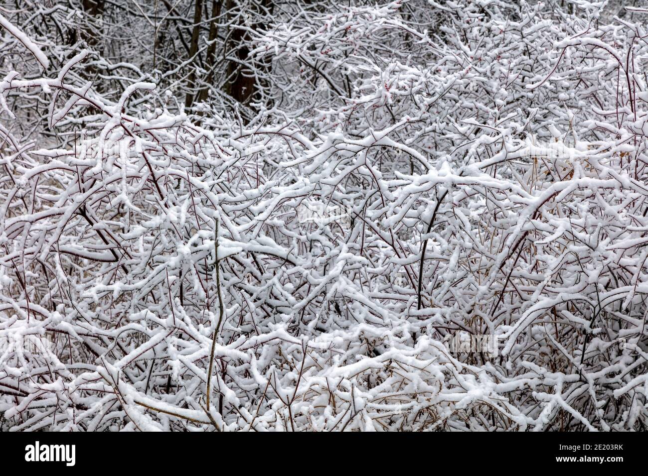 Snow-covered vegetation, Eastern USA, by James D Coppinger/Dembinsky Photo Assoc Stock Photo